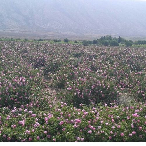 WhatsApp Image 2020-12-18 at 3.10.29 PM WhatsApp Image 2020-12-18 at 3.10.29 PM