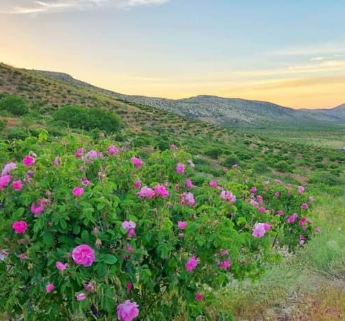 WhatsApp Image 2020-12-18 at 3.10.33 PM WhatsApp Image 2020-12-18 at 3.10.33 PM