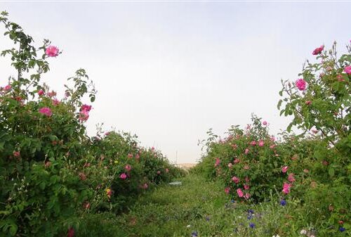 WhatsApp Image 2020-12-18 at 3.10.34 PM (1) WhatsApp Image 2020-12-18 at 3.10.34 PM (1)