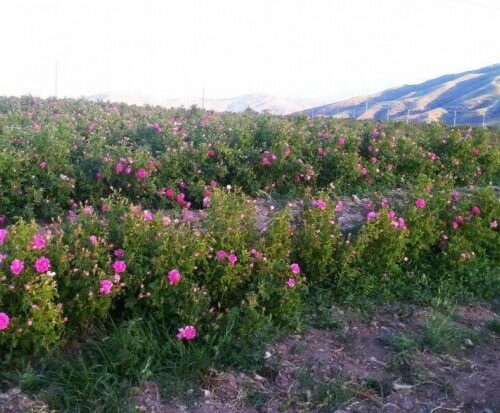 WhatsApp Image 2020-12-18 at 3.10.36 PM WhatsApp Image 2020-12-18 at 3.10.36 PM