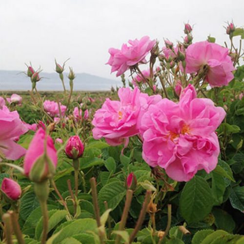 WhatsApp Image 2020-12-18 at 3.10.37 PM wpr iran