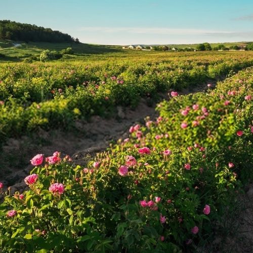 WhatsApp Image 2020-12-18 at 3.10.38 PM wpr 232