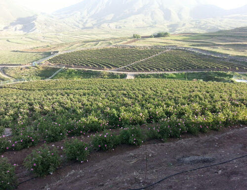 world peace rose 111 world peace rose 111