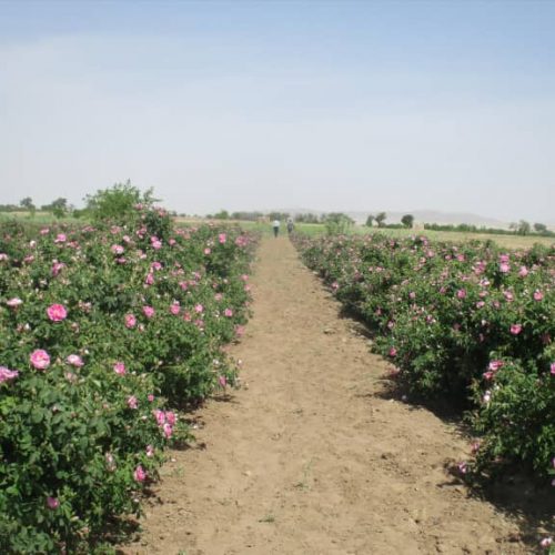 WhatsApp Image 2020-12-18 at 3.10.43 PM WhatsApp Image 2020-12-18 at 3.10.43 PM