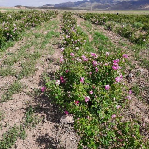 WhatsApp Image 2020-12-18 at 3.10.54 PM (1) WhatsApp Image 2020-12-18 at 3.10.54 PM (1)