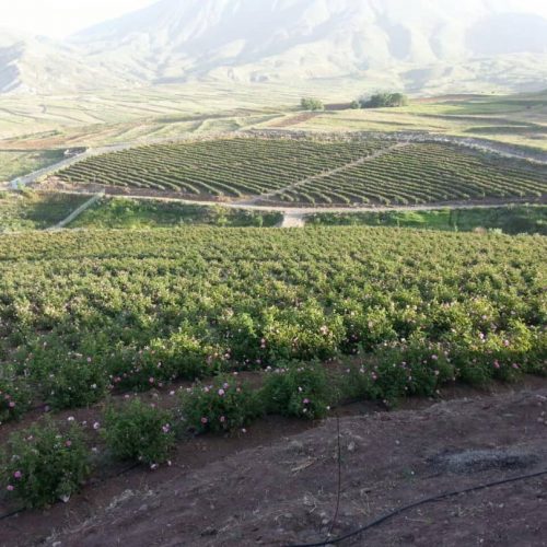 WhatsApp Image 2020-12-18 at 3.10.58 PM WhatsApp Image 2020-12-18 at 3.10.58 PM