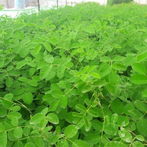 WhatsApp Image 2020-12-18 at 3.12.15 PM WhatsApp Image 2020-12-18 at 3.12.15 PM