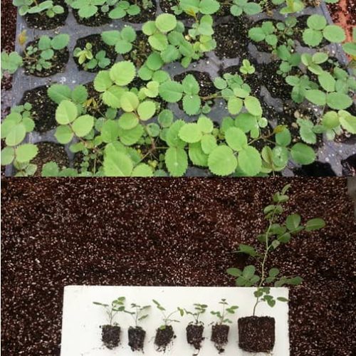 WhatsApp Image 2020-12-18 at 3.12.17 PM WhatsApp Image 2020-12-18 at 3.12.17 PM