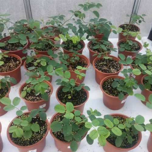 WhatsApp Image 2020-12-18 at 3.12.25 PM WhatsApp Image 2020-12-18 at 3.12.25 PM