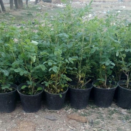 WhatsApp Image 2020-12-18 at 3.12.26 PM WhatsApp Image 2020-12-18 at 3.12.26 PM