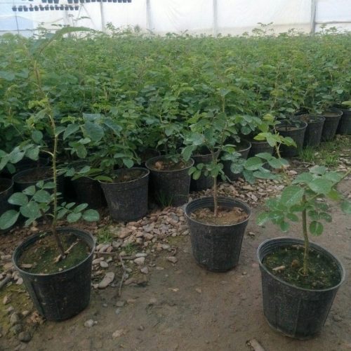 WhatsApp Image 2020-12-18 at 3.12.27 PM WhatsApp Image 2020-12-18 at 3.12.27 PM