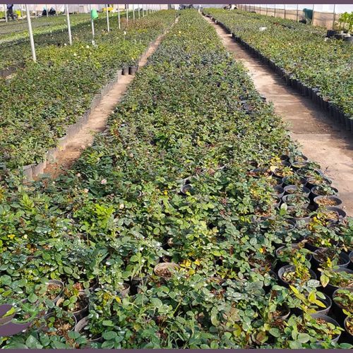 WhatsApp Image 2020-12-18 at 3.12.30 PM WhatsApp Image 2020-12-18 at 3.12.30 PM