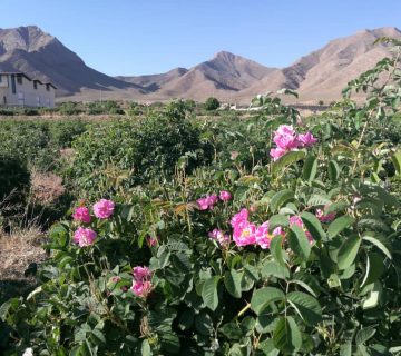 world peace rose iran