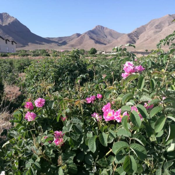 world peace rose iran