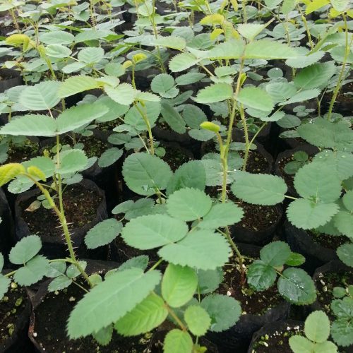 WhatsApp Image 2020-12-18 at 3.12.35 PM WhatsApp Image 2020-12-18 at 3.12.35 PM