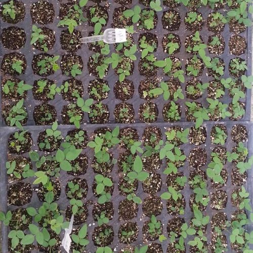 WhatsApp Image 2020-12-18 at 3.12.37 PM WhatsApp Image 2020-12-18 at 3.12.37 PM